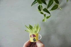 Arabia Moomin μίνι κούπες Συσκευασία 6 τεμαχίων Thrid Classic -Κατάστημα Marimekko 504012 01 11 EnvironmentImage d791012fd8